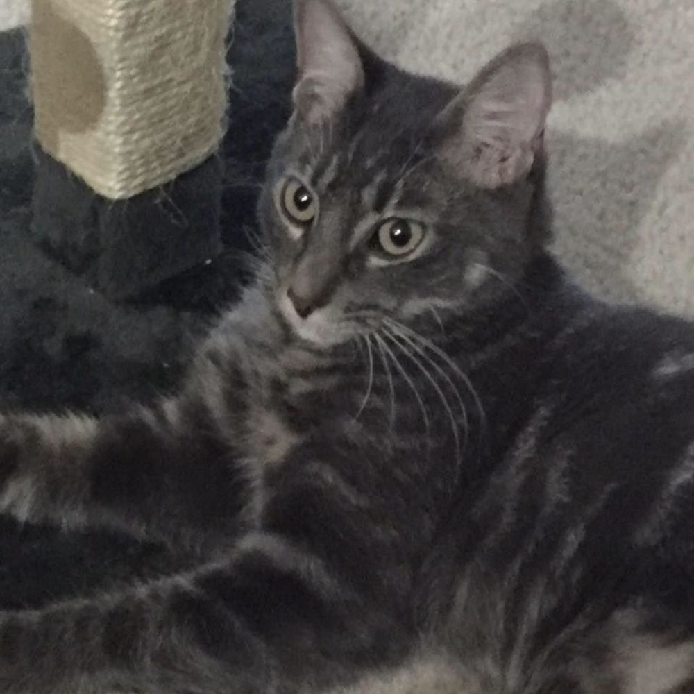 Meet your Posher, Alina